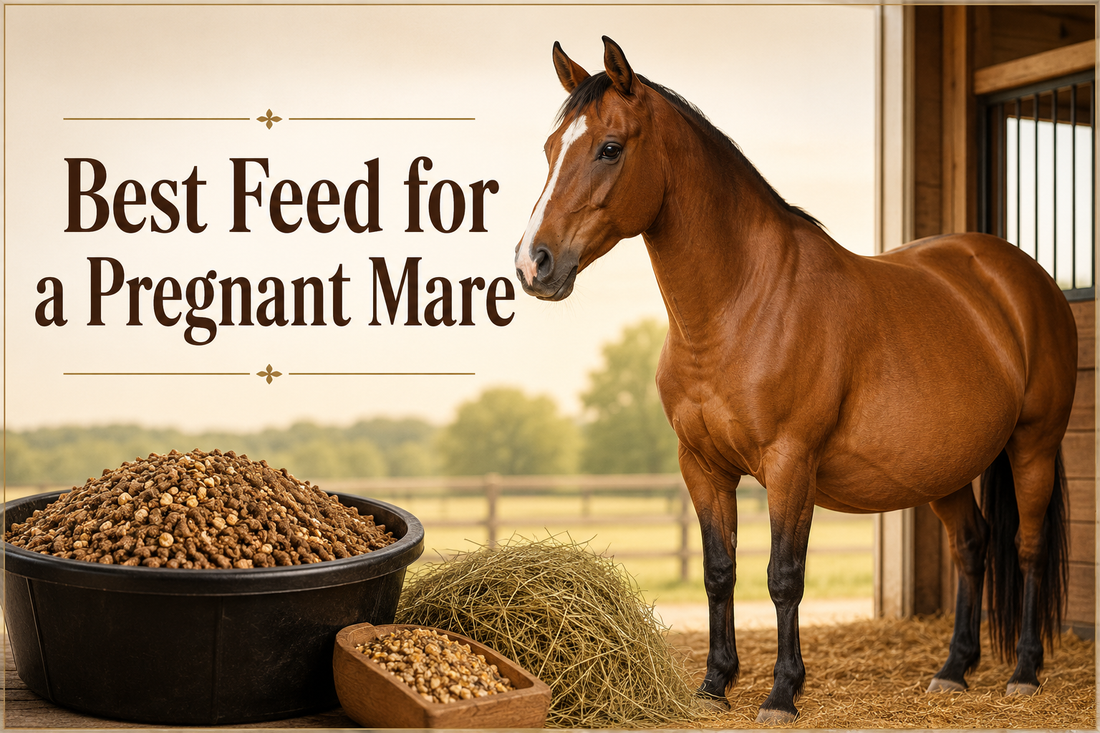  What Is the Best Feed for a Pregnant Mare