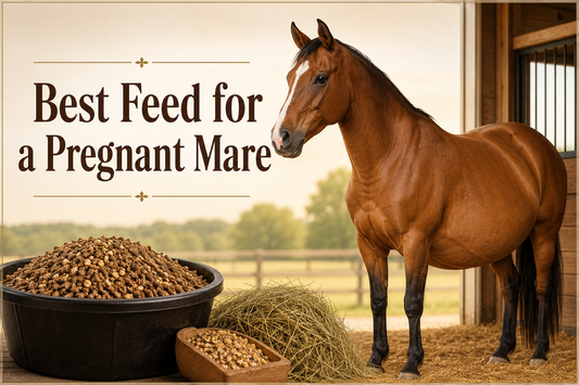  What Is the Best Feed for a Pregnant Mare
