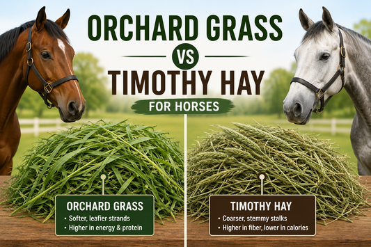 Orchard Grass vs Timothy Hay for Horses