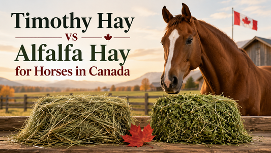 Timothy Hay vs Alfalfa Hay for Horses 