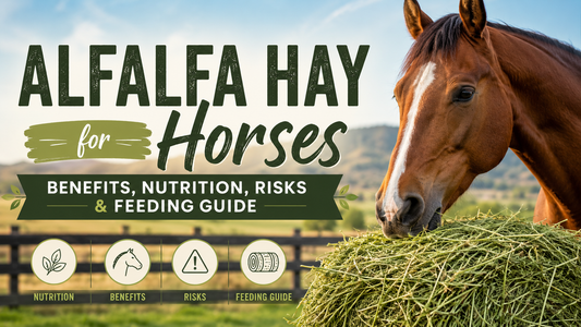 alfalfa hay for horses​