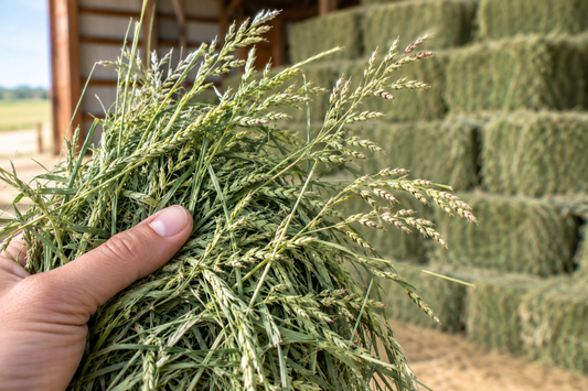 Orchard Grass Hay for Horses 