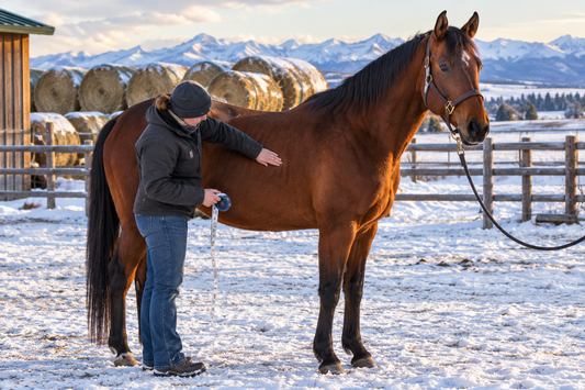 Best Horse Feed for Weight Gain