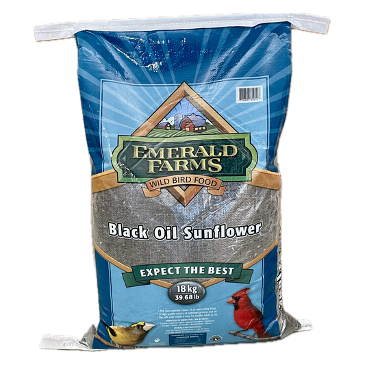 Black Oil Sunflower Seeds