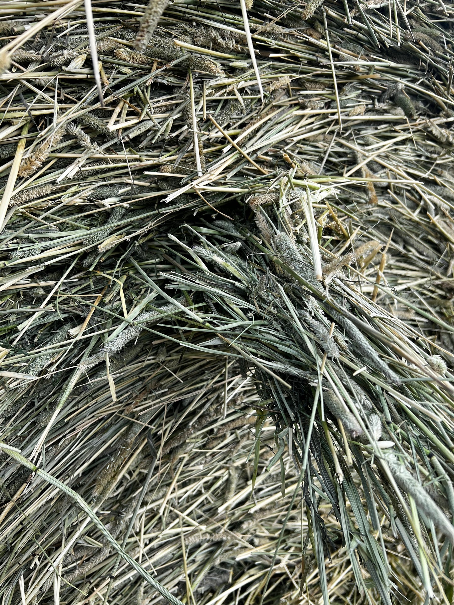 2025 First Cut Timothy Square Bales
